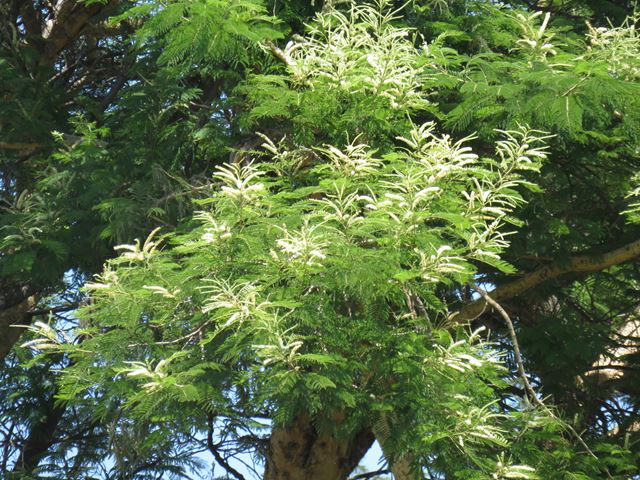Acacia polyacantha flowers (3)